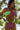 A woman wearing a colorful two-piece bikini, standing in front of green foliage.