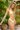 Buttercup Bikini